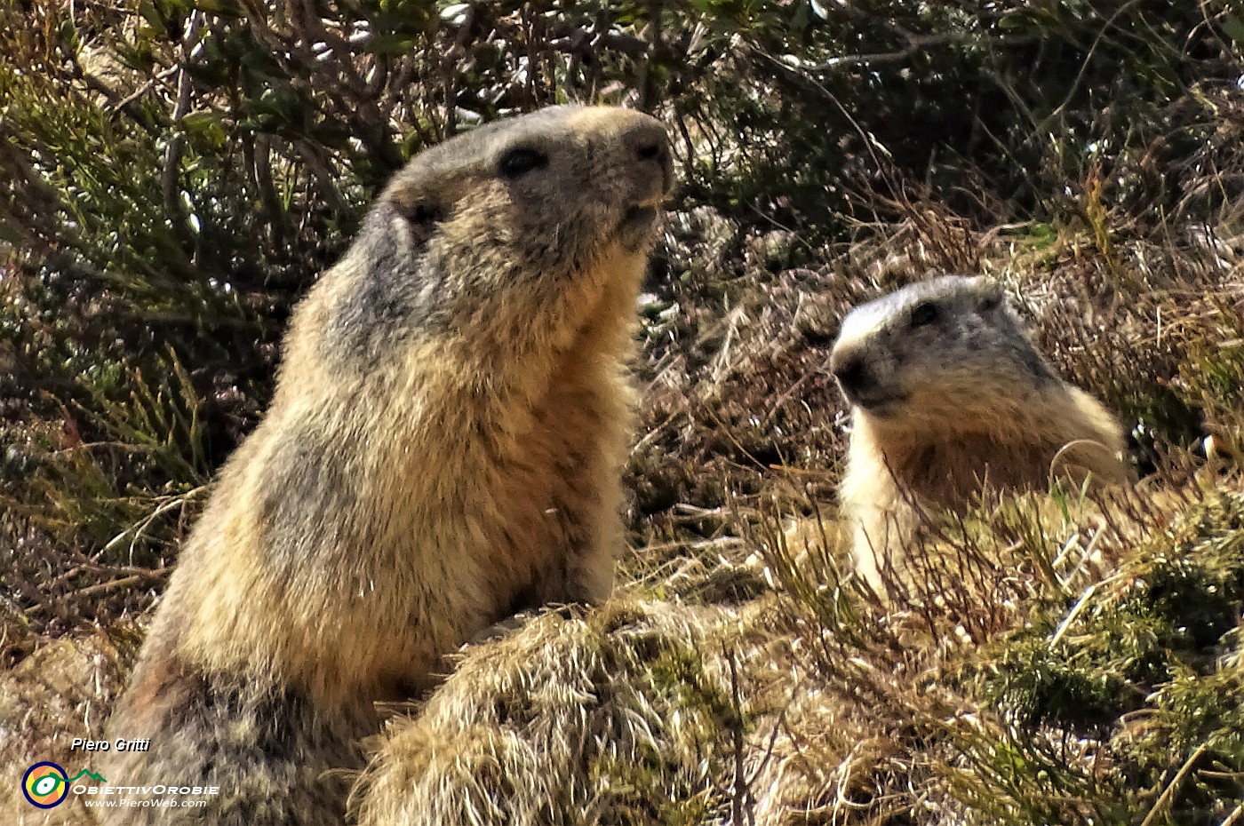 42 Al fischio della prima due altre marmotte si mettono in attenta sentinella.JPG